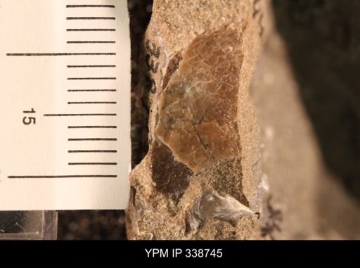 Protocardia subquadrata