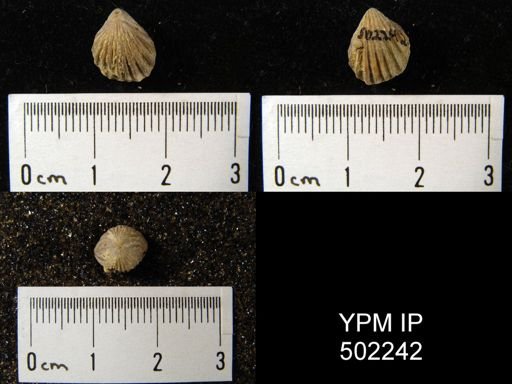 Hustedia mormoni