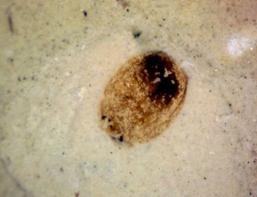 Coleoptera?