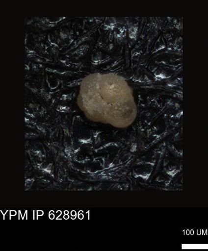 undet. Foraminiferida