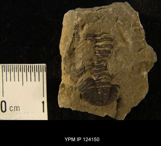 Phacops rana