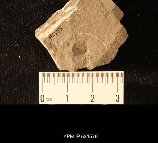 Orbiculoidea tenuilineata
