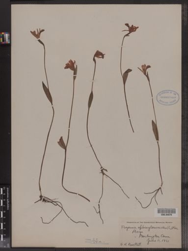Pogonia ophioglossoides