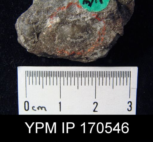 Strophomena imbecilis
