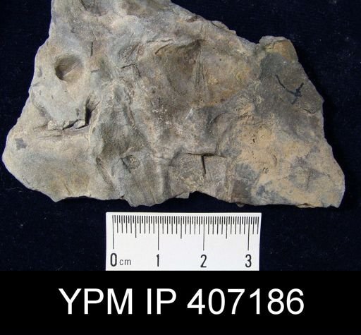 Leiorhynchus sp.