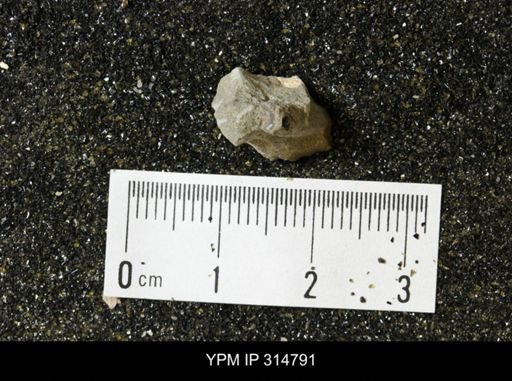 undet. Mollusca