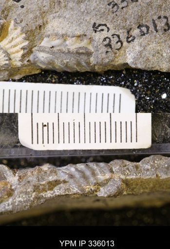 undet. Ammonoidea