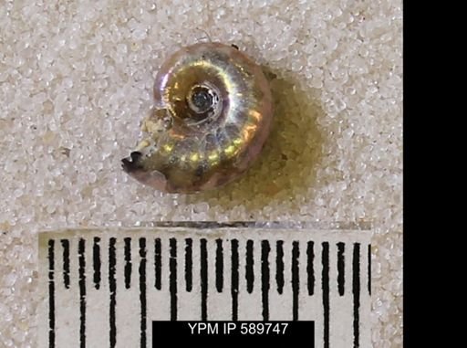 undet. Scaphitidae
