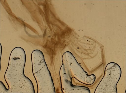 Leptodora