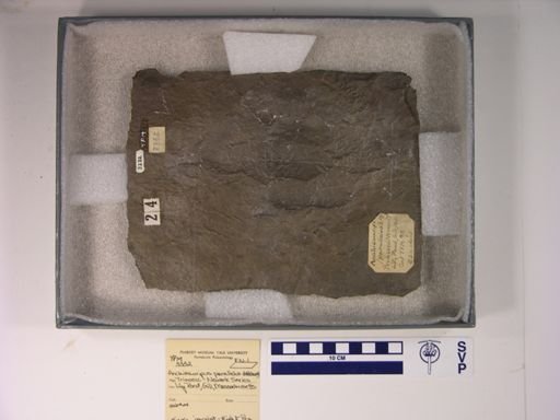 Anchisauripus parallelus