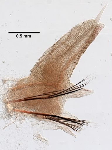 Alitta succinea