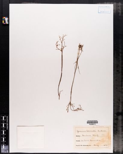 Juncus