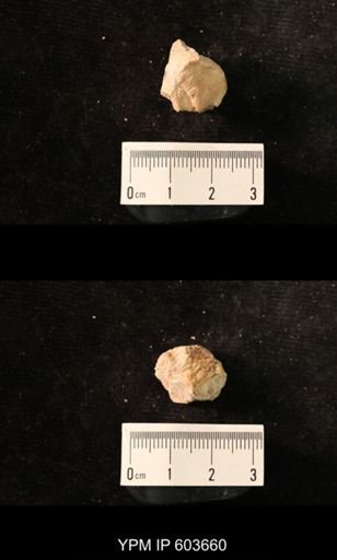 Productus cf. redesdalensis