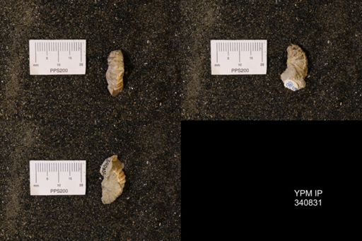 Scaphites sp.