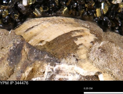 undet. Bivalvia