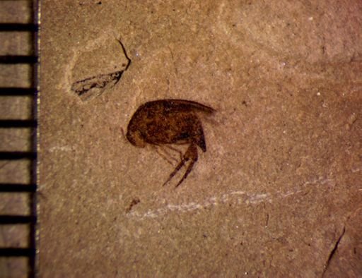 undet. Mordellidae