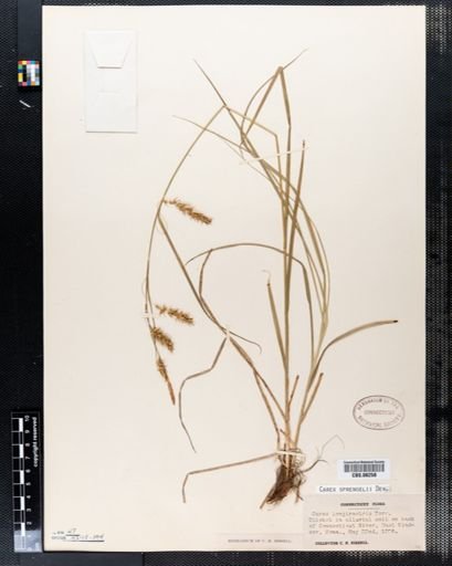Carex longirostris