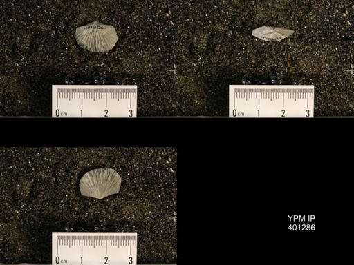Plectorthis fissicosta