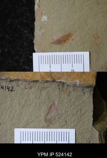 undet. Arthropoda