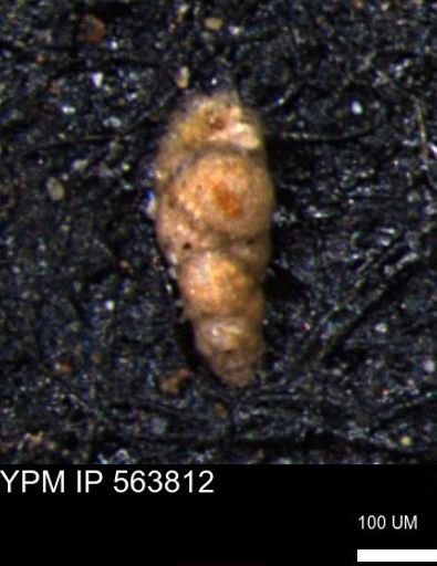 Verneuilinoides kansasensis
