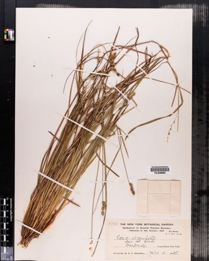 Carex incomperta