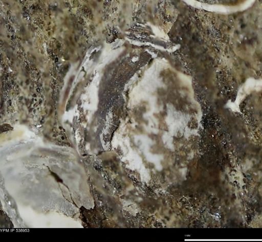 undet. Bivalvia