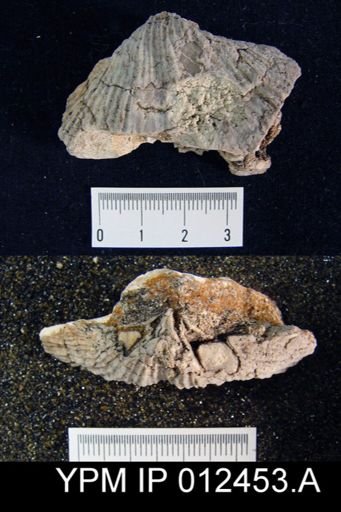 Neospirifer pseudocameratus
