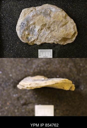 Exogyra americana