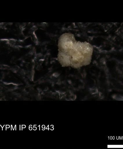 undet. Rugoglobigerinidae