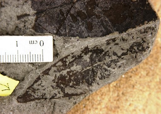 Myrsine pseudoferruginea