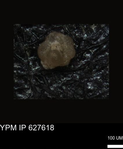 undet. Foraminiferida