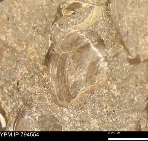 Protocardia subquadrata