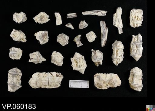 undet. Actinopterygii