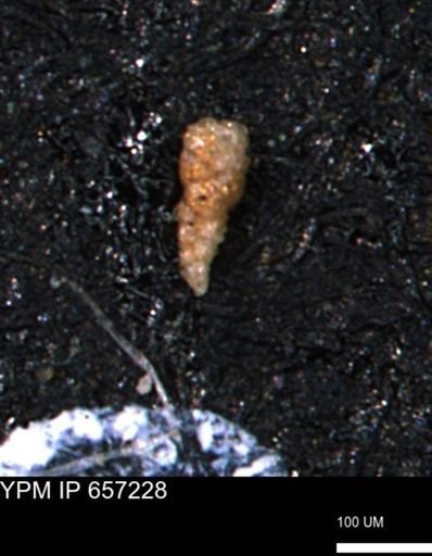 Verneuilinoides kansasensis