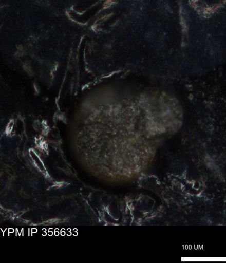 undet. Foraminiferida