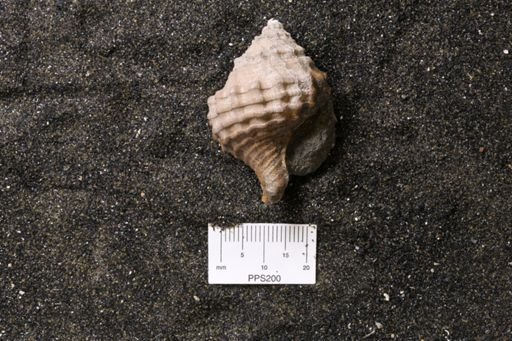 Napulus reesidei