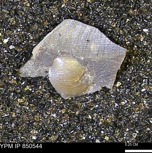 Limopsis striatopunctatus