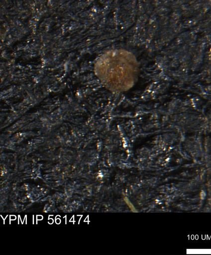 Spirolocammina subcircularis