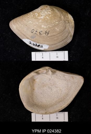 Tancredia americana