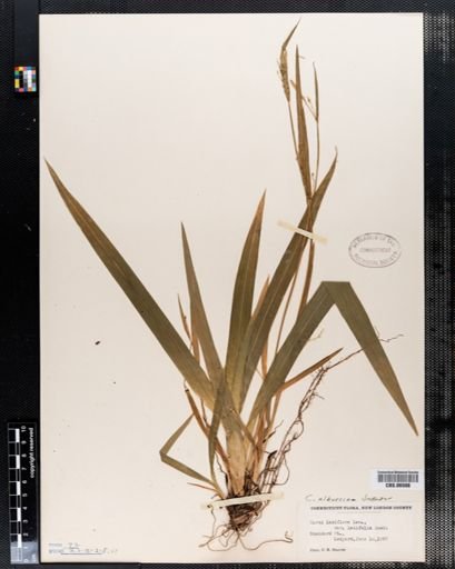 Carex laxiflora