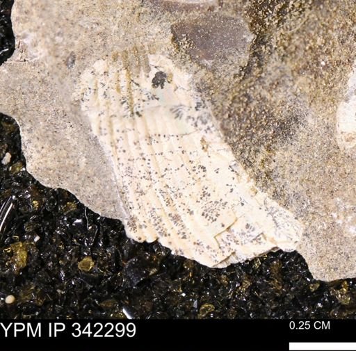 undet. Scaphitidae