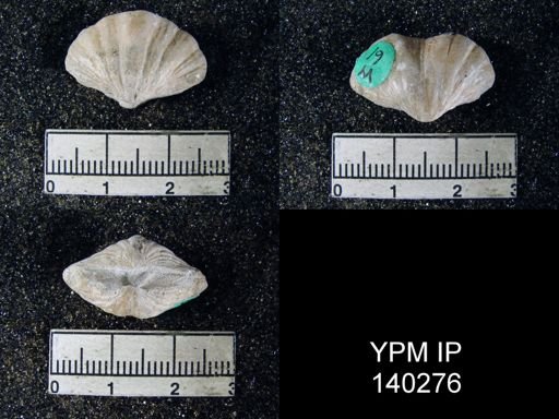 Spirifer (Neospirifer) musakheylensis