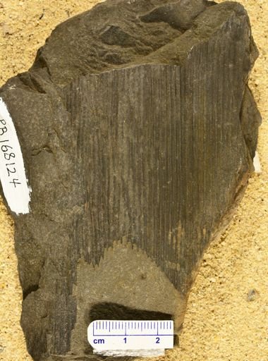 Calamites transitionis
