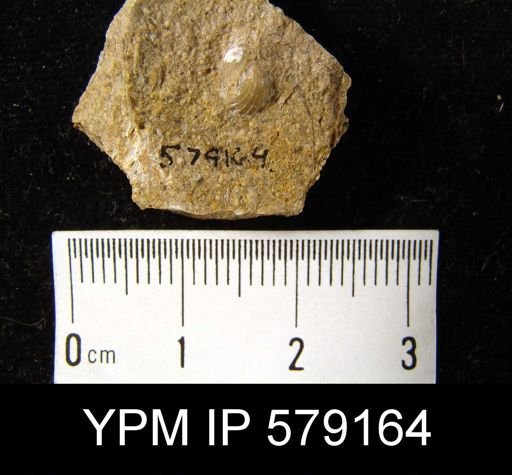 Hustedia miseri
