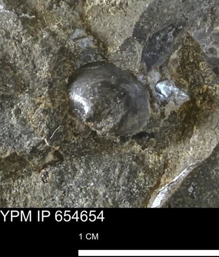 Dosiniopsis deweyi