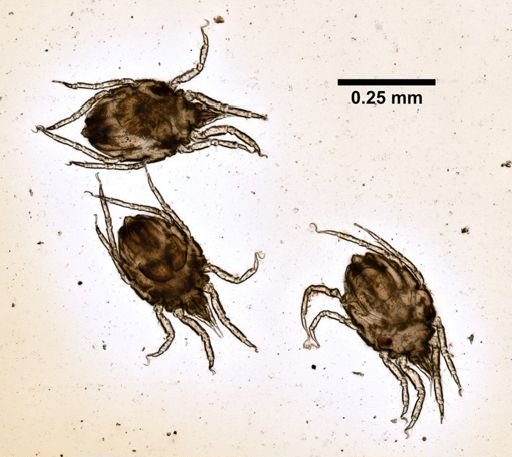 Copidognathus acutus