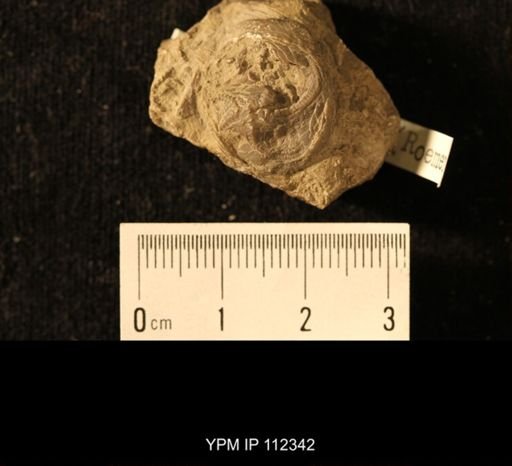 Isorophus cincinnatiensis