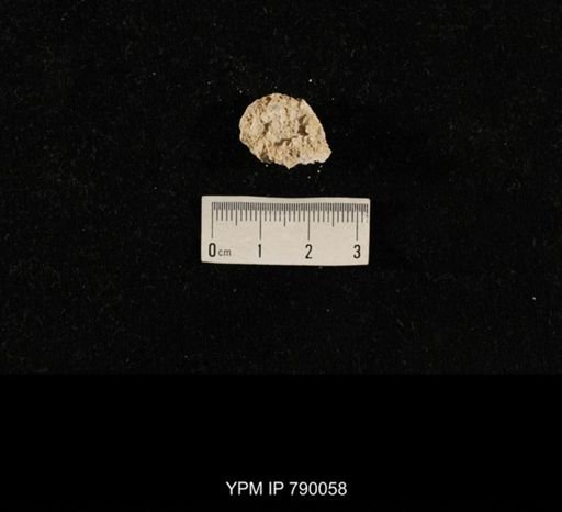 undet. Brachiopoda; shell hash with