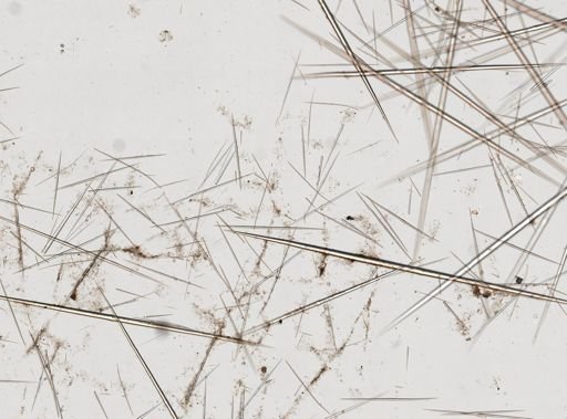 Stylocordyla borealis