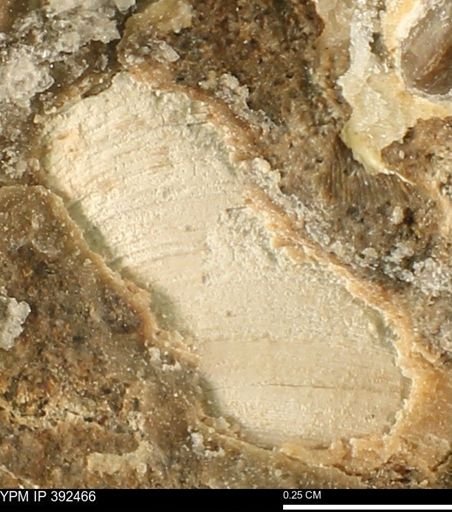 undet. Bivalvia